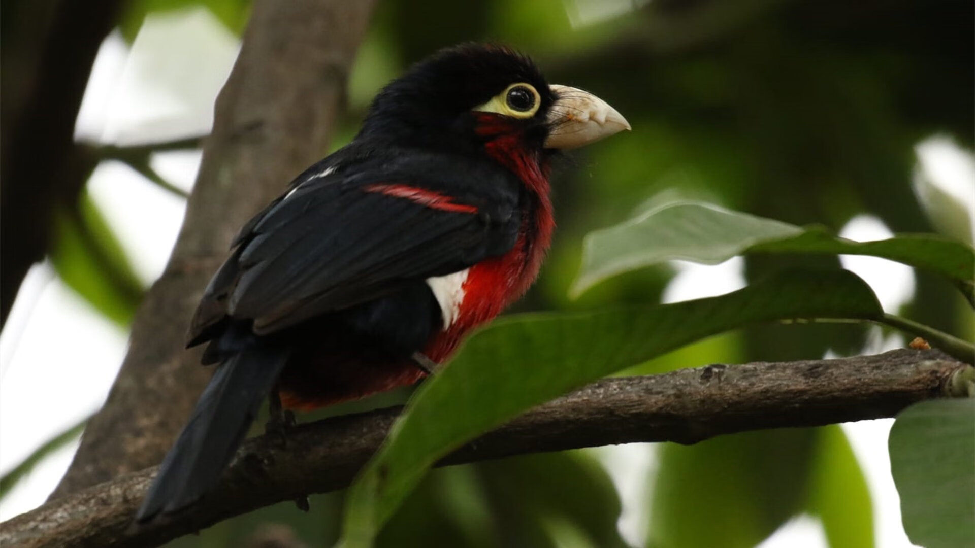 “英超强队力争三分，争夺榜首位置”，英超强度大