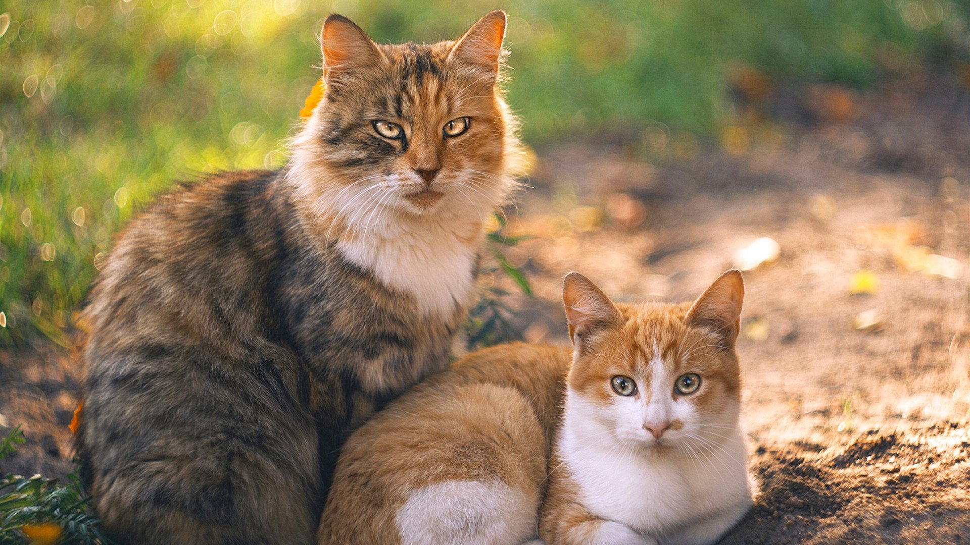 哈兰德多场破门,英超头号射手继续领跑,哈兰德 英格兰队