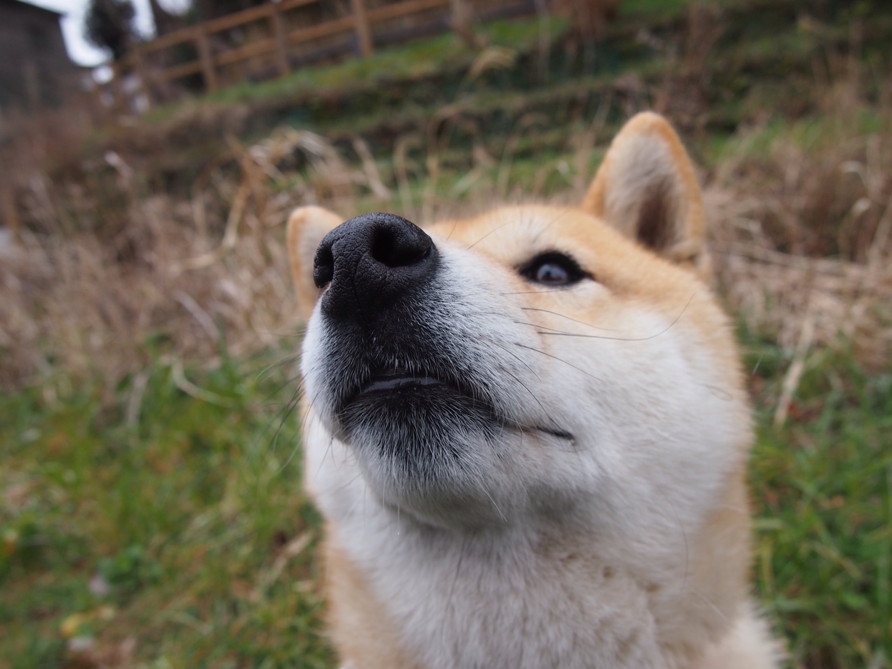 女足球员留洋人数上升，拓展国际舞台，女足流洋