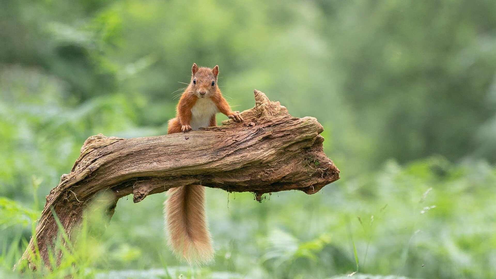 惨烈角逐！争冠大战火药味十足，冠军悬念延续，争冠组对阵图