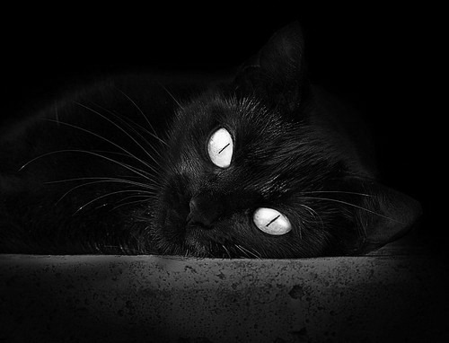 意大利举重选手在女子比赛中获得铜牌,意大利举重 赞尼