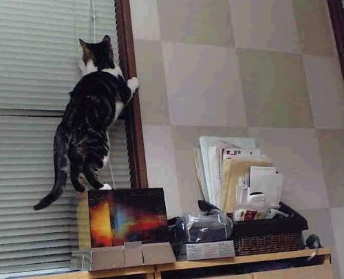 明星运动员:赛场边的微笑故事,运动场上的明星