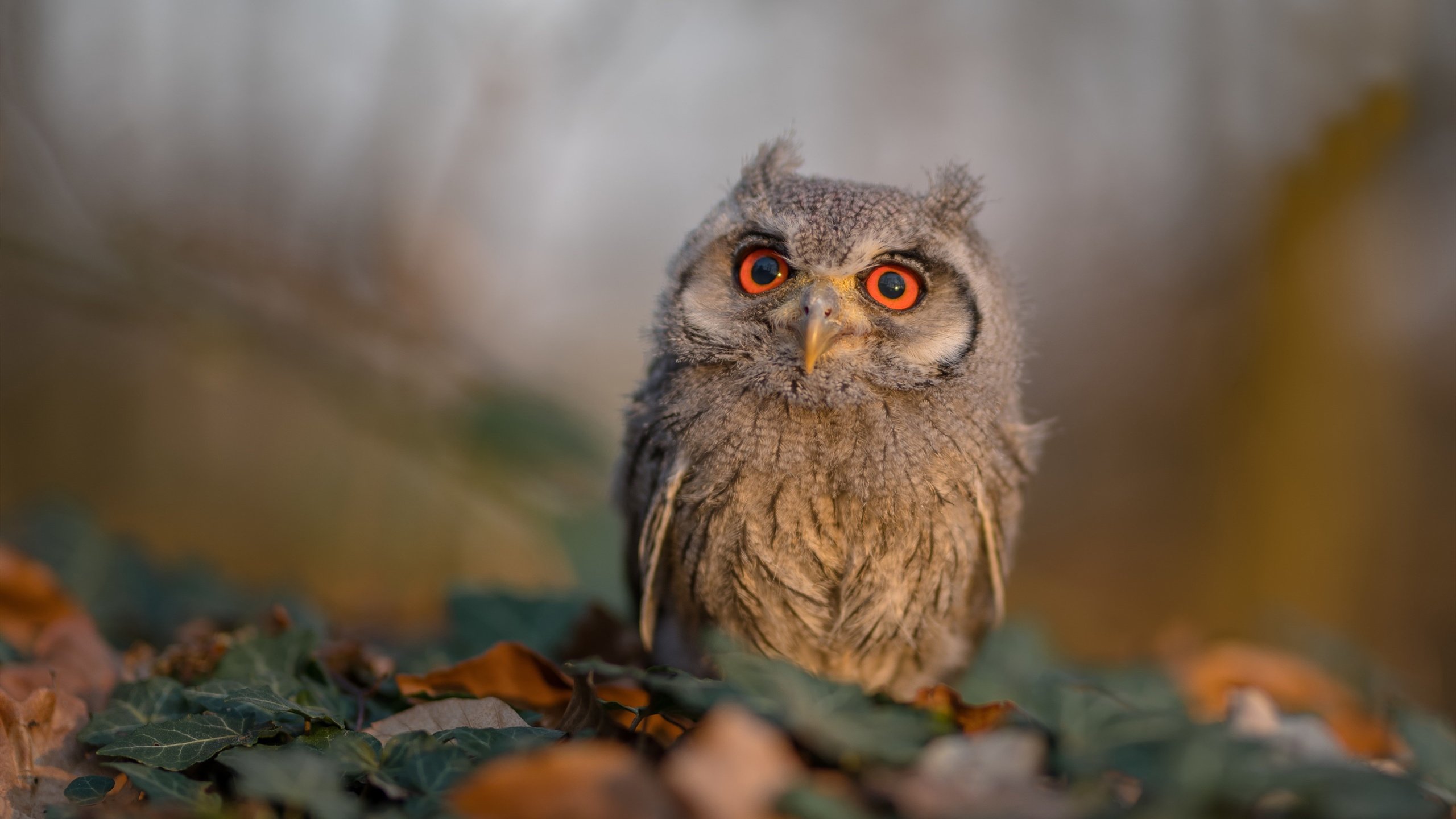 西甲豪门新战略，稳扎稳打求胜利，豪门三强挥金如土,赚足流量的西甲联赛迎来新伙伴