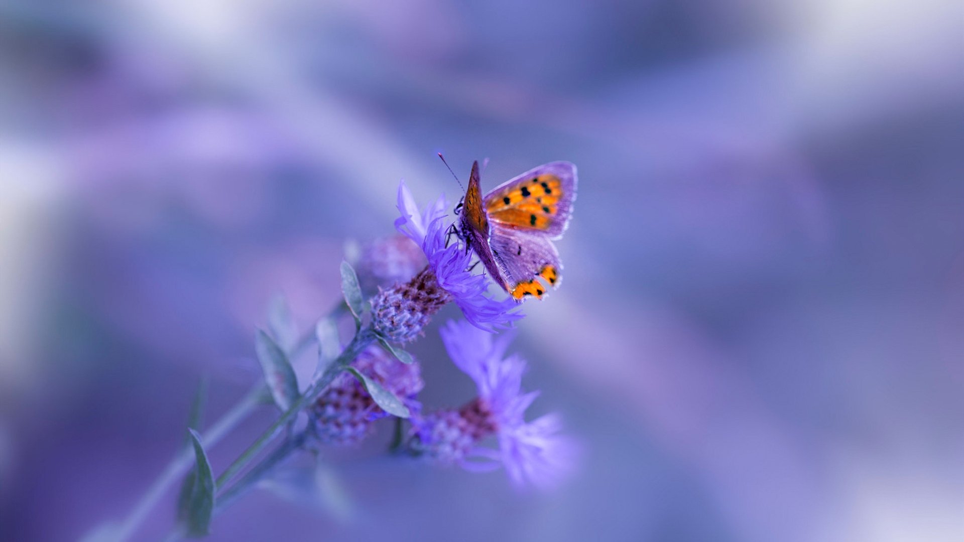 跨栏赛跑，闪电出击展示速度魅力，跨栏跑技术视频