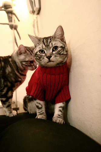 KPL赛区积分榜最新动态,kpl比赛积分榜最新