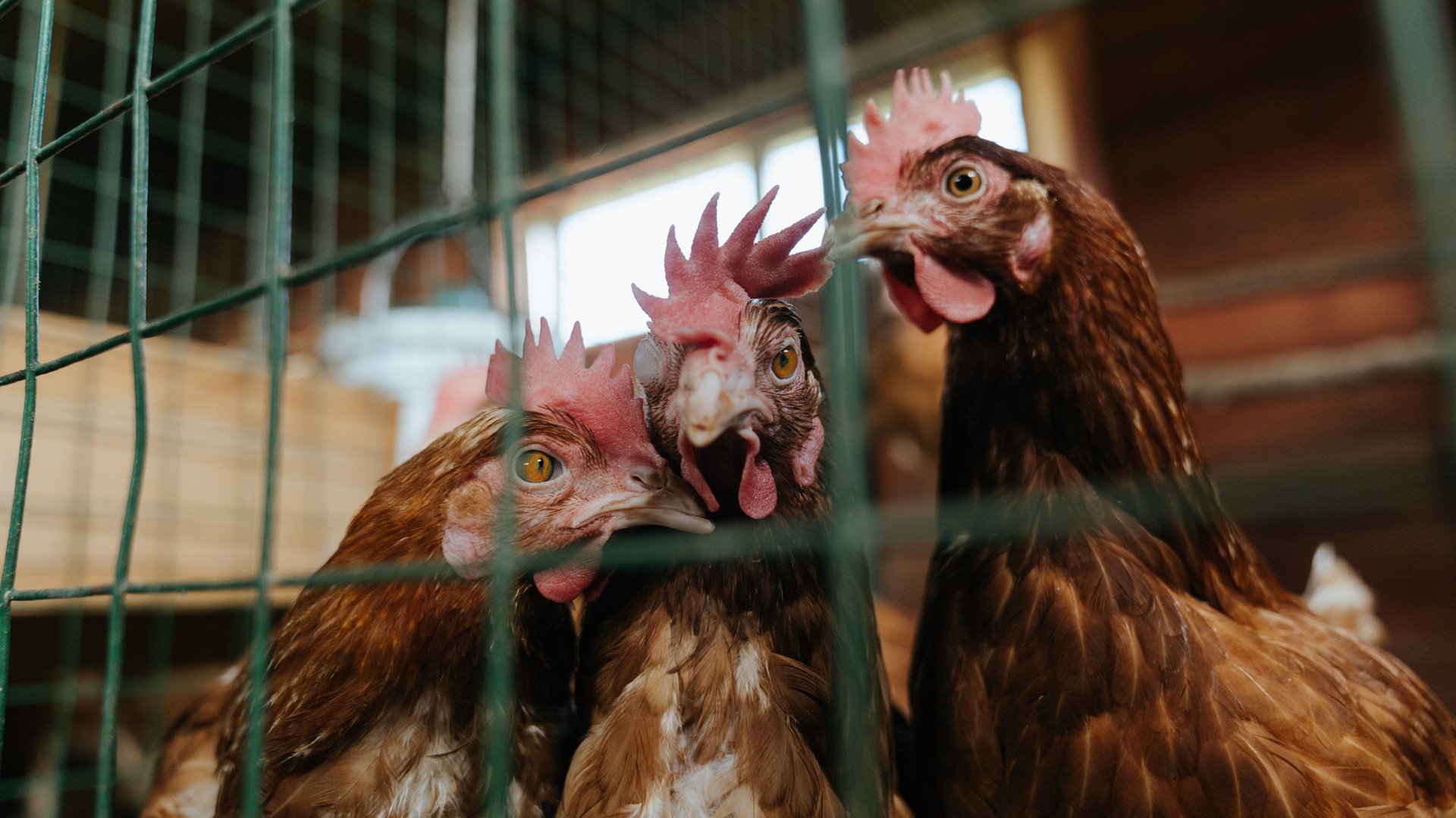 乐鱼app-不伦瑞克狮王力挫群雄，蓄势待发再创佳绩