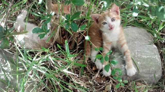 Leyu Sports (乐鱼体育)-匈牙利实现大逆转，让人刮目相看，匈牙利有多厉害