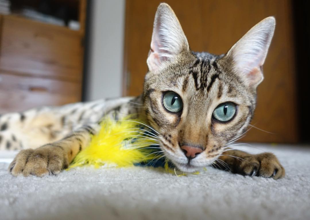 多特蒙德被曝有意签下桑切斯,球队欲挖潜,多特蒙德桑塔纳