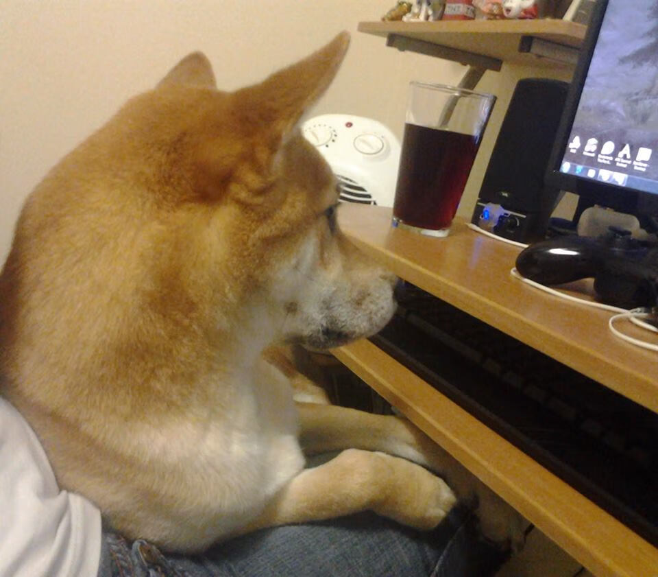 日本篮球赛事开幕,吸引众多球迷关注,日本篮球比赛叫什么