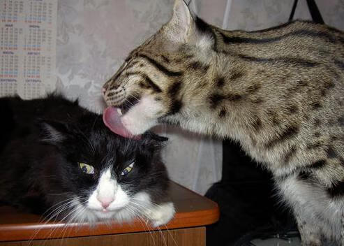 欧国联比赛:匈牙利队闷平保加利亚队,匈牙利与保加利亚