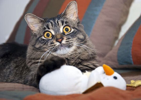 法国女篮夺得欧锦赛冠军,实力尽显,法国篮球欧锦赛冠军