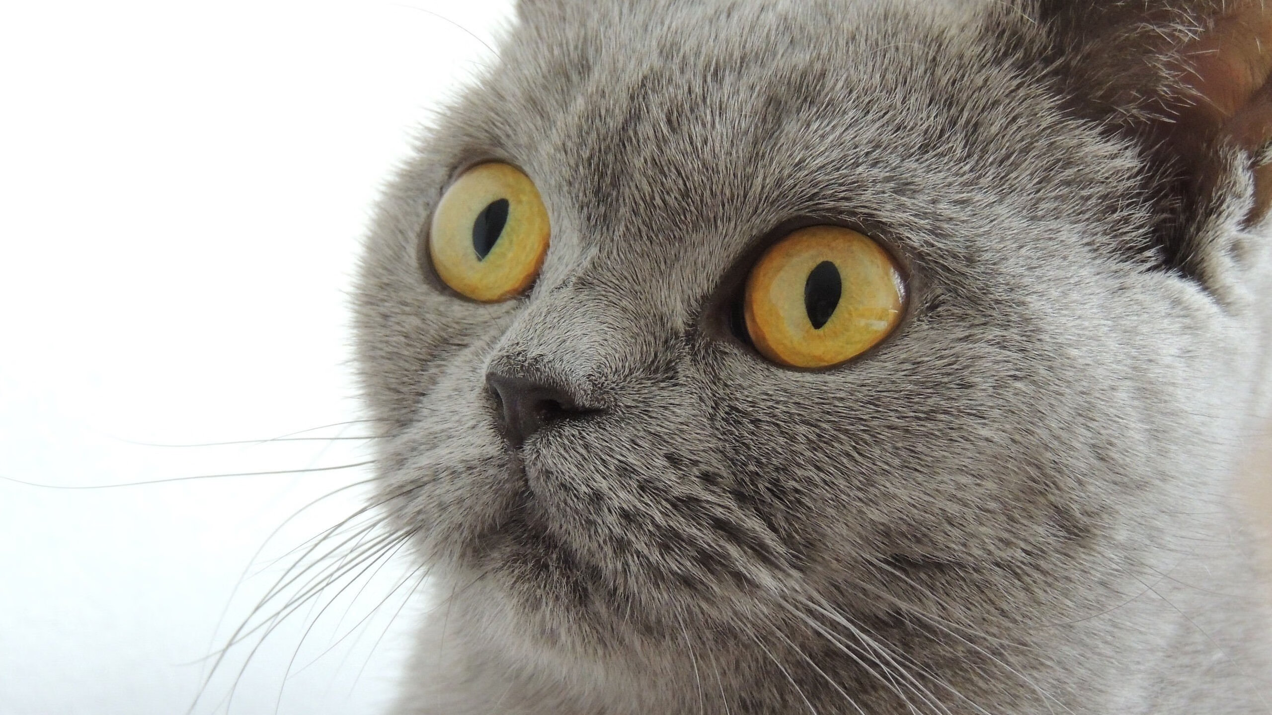 乐鱼体育APP官方下载-火箭队连胜！詹姆斯哈登表现出色！，火箭队连胜!詹姆斯哈登表现出色吗