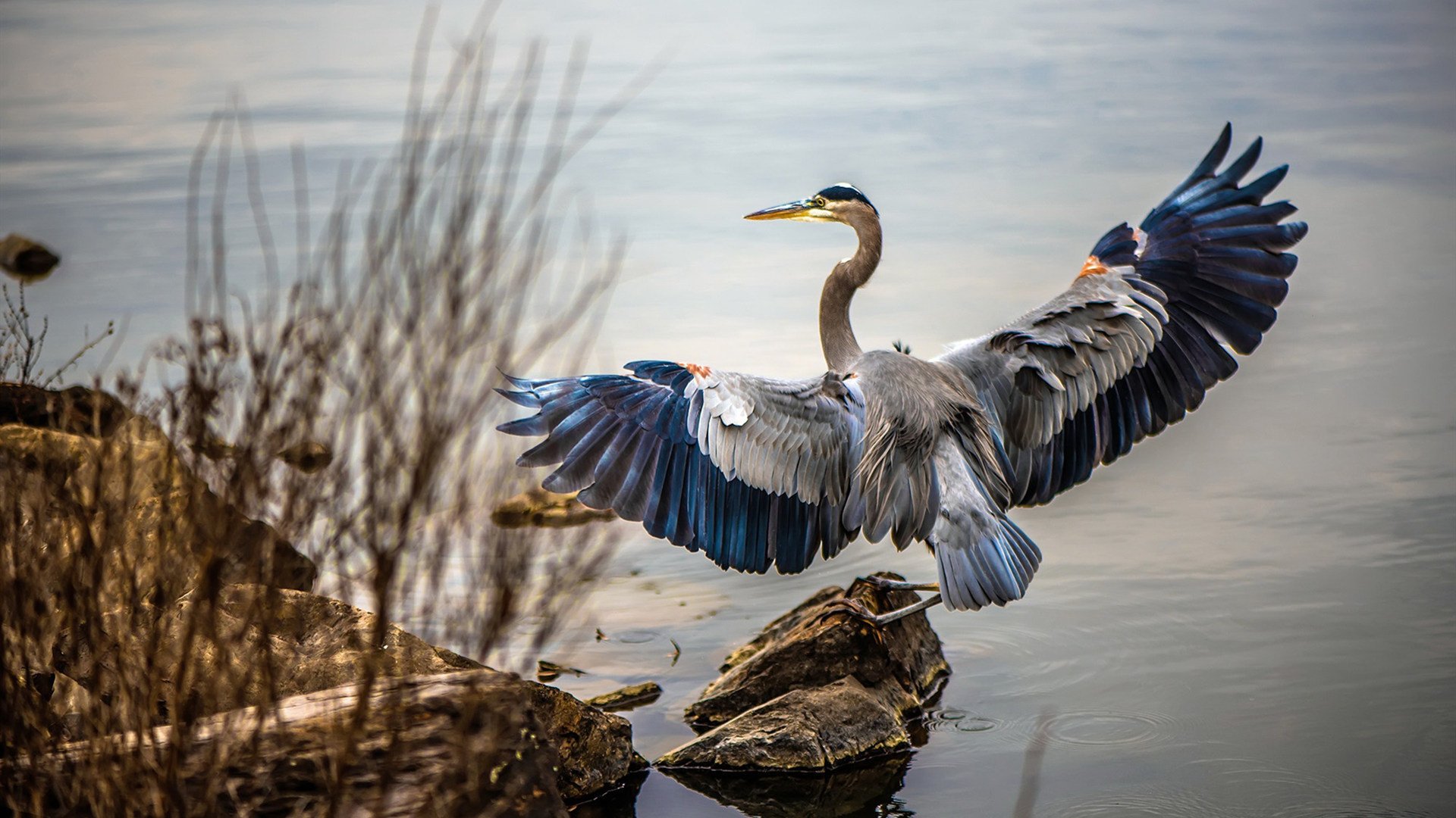 乐鱼电竞在线平台-瑞士后卫雪地鱼跃救球，GIF疯传全网