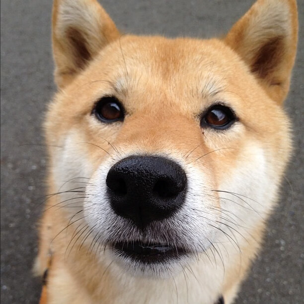 leyu乐鱼在线登录入口-葡萄牙战波兰，欧洲国家联赛激烈角逐，葡萄牙赢欧洲杯