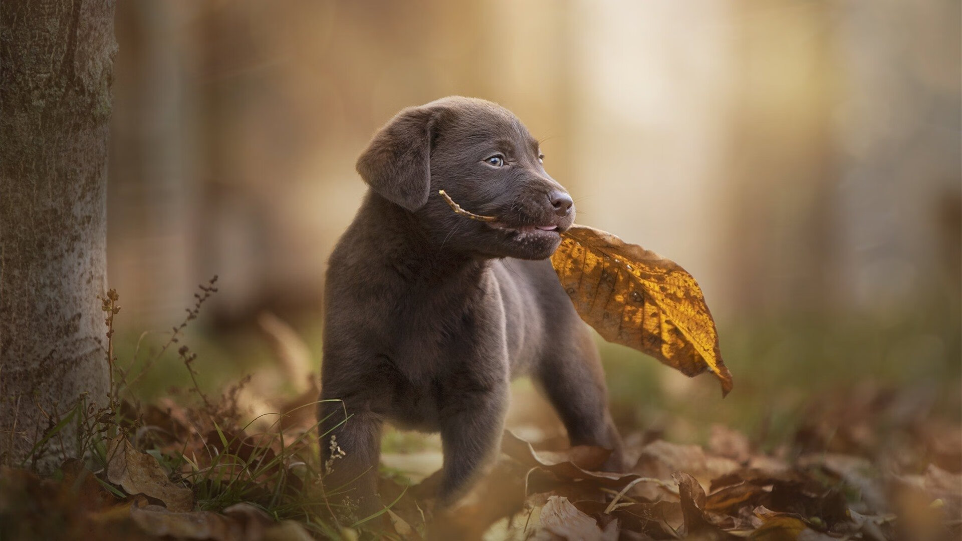 乐鱼电竞在线平台登录入口-那不勒斯锋线火力十足，那不勒斯前锋