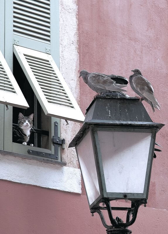 乐鱼体育平台app下载-震撼马术比赛观众爆满现场，马术 视频