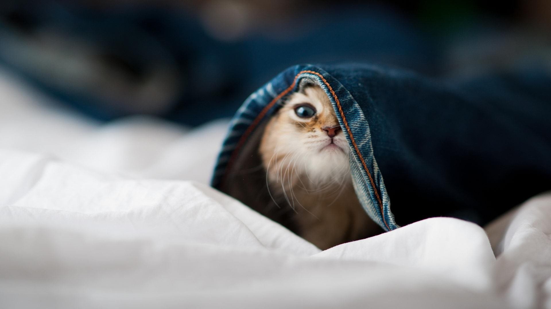 体育新闻中心启动体育领域AI语言生成模型训练计划,体育新闻语言的特点