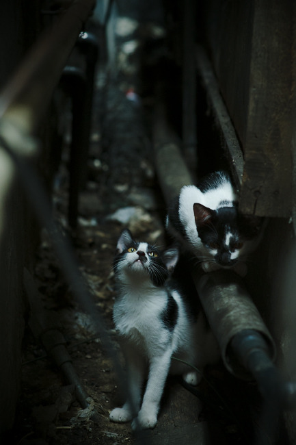 划频节奏控制精准,稳定性高,划频和划距对游进速度有什么关系