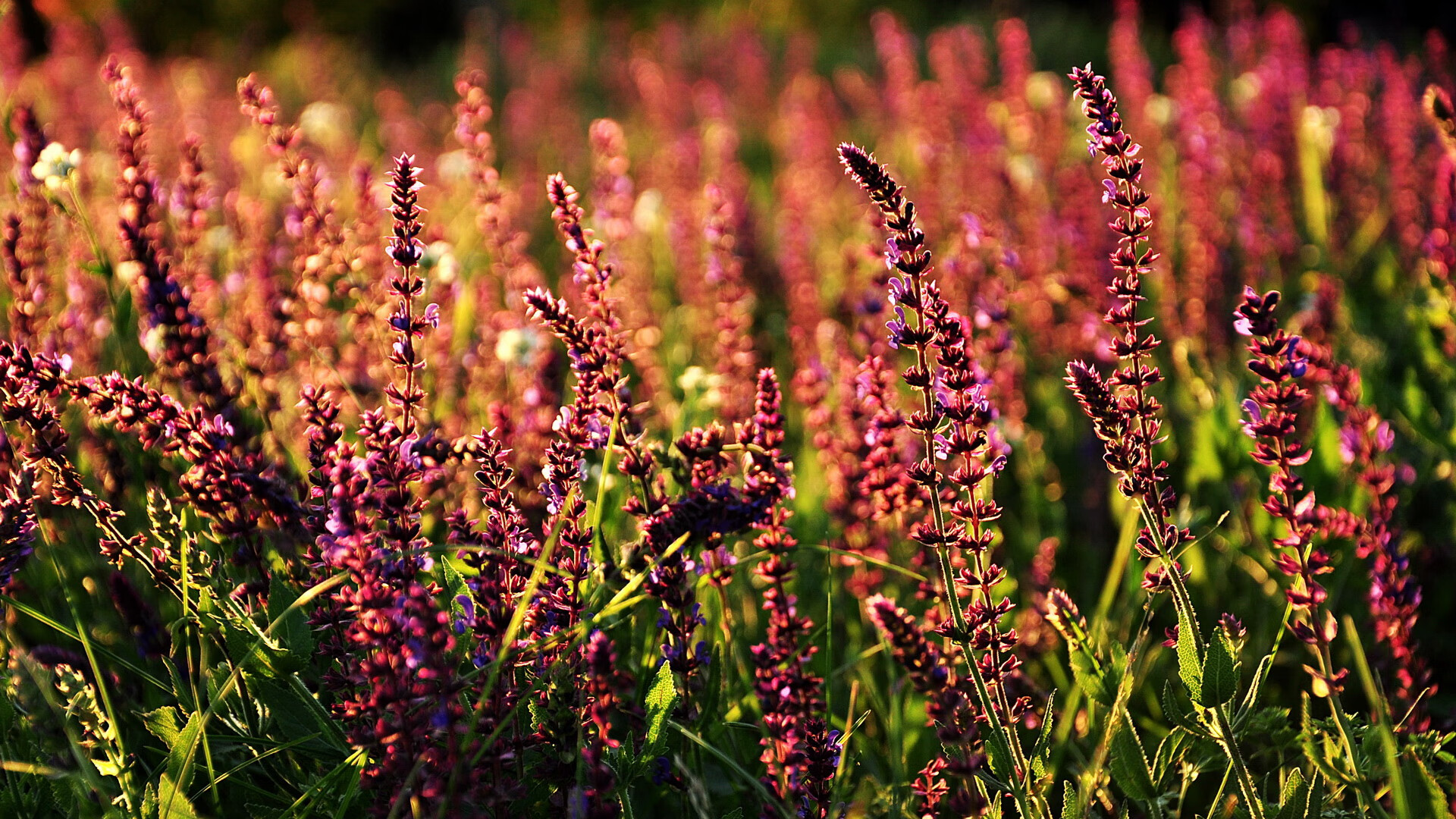 加拿大队赛制透视:如何通过赛制调整优化球队的发挥,加拿大队篮球