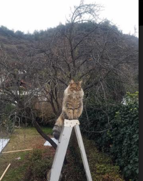 孙颖莎登顶积分榜乒乓球团体赛,孙颖莎乒乓球比赛录像