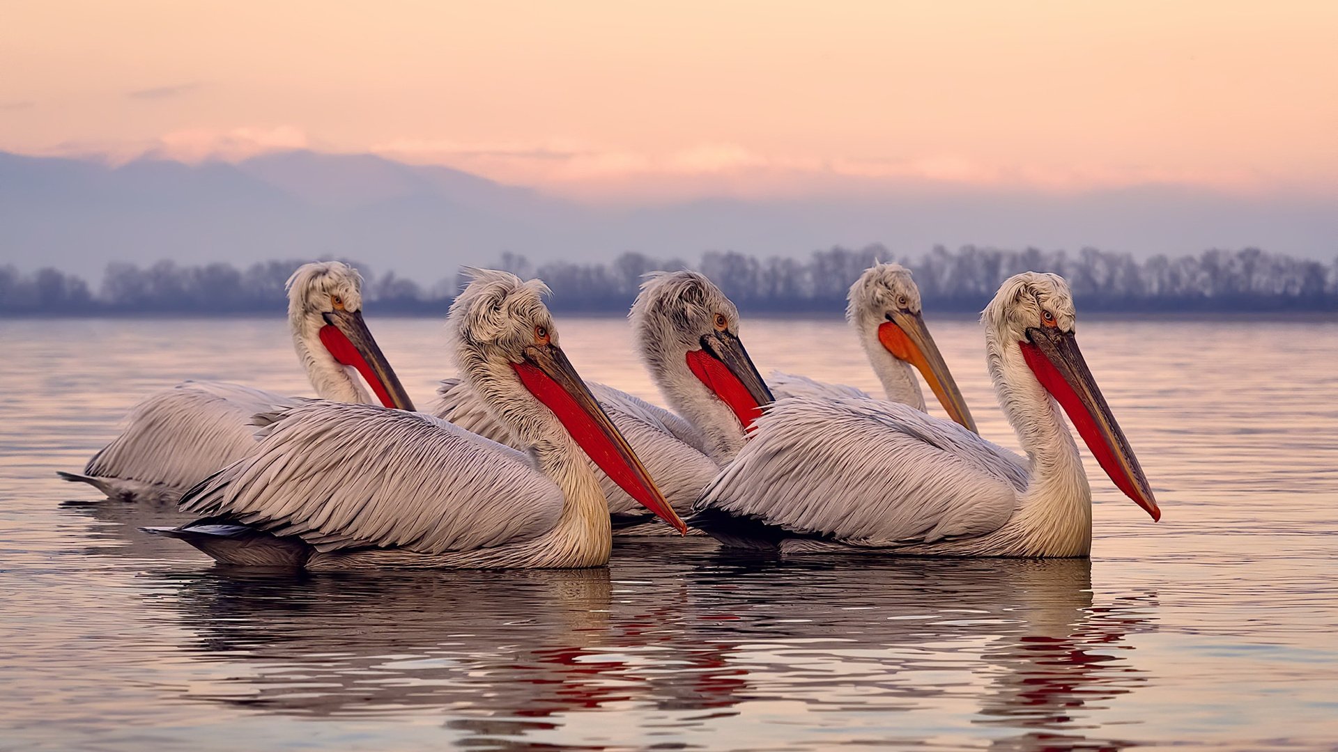格鲁吉亚女篮在欧洲锦标赛中持续爆发,期待突破极限,格鲁吉欧女王vs