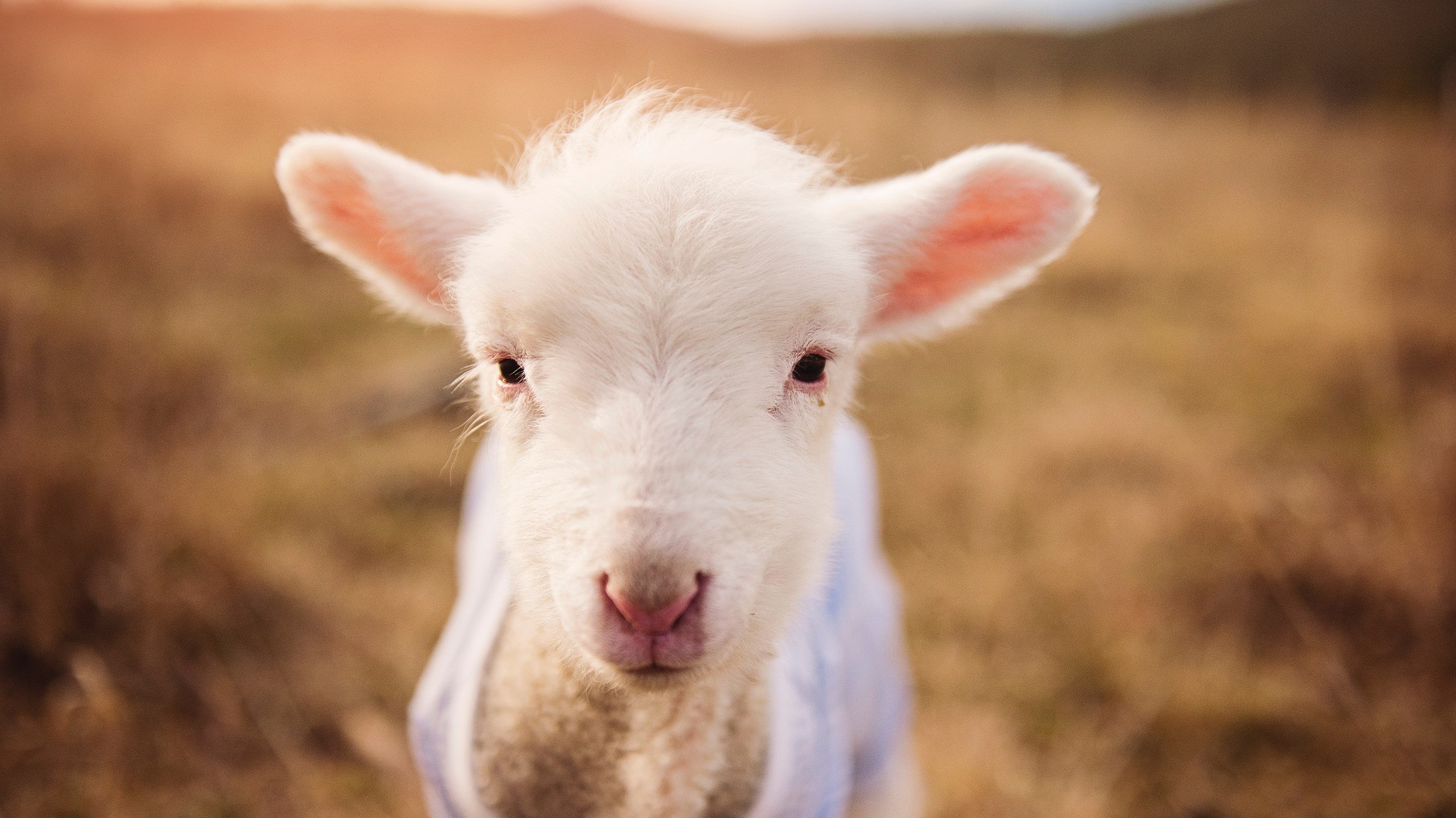 乐鱼电竞-橄榄球科研项目落地多所大学，橄榄球最厉害的大学