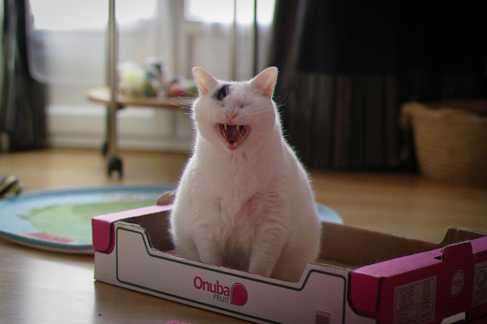 橄榄球科研项目落地多所大学,橄榄球最厉害的大学