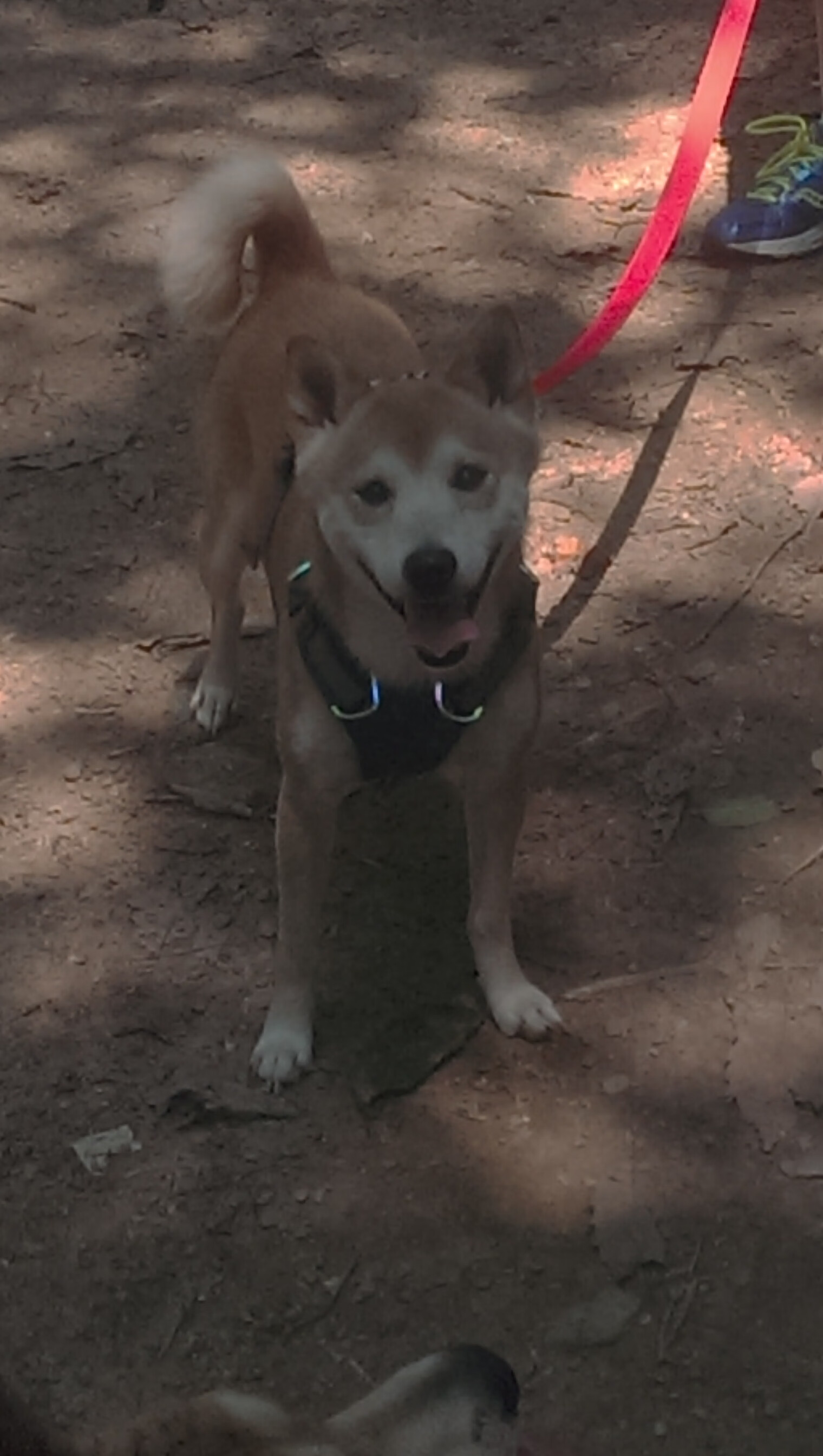 阿联酋篮球队在西亚锦标赛中夺冠,提升国际排名